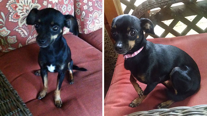 140 Of The Most Unbelievably Smart Things Pets Have Done That Surprised Their Owners 140 Of The Most Unbelievably Smart Things Pets Have Done That Surprised Their Owners