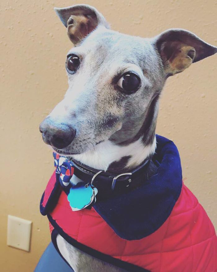 140 Of The Most Unbelievably Smart Things Pets Have Done That Surprised Their Owners 140 Of The Most Unbelievably Smart Things Pets Have Done That Surprised Their Owners