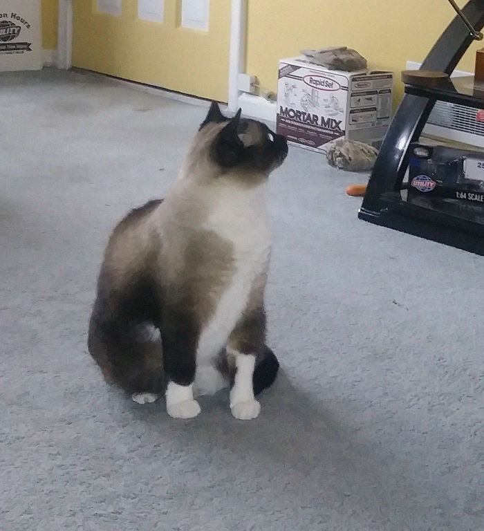 140 Of The Most Unbelievably Smart Things Pets Have Done That Surprised Their Owners 140 Of The Most Unbelievably Smart Things Pets Have Done That Surprised Their Owners