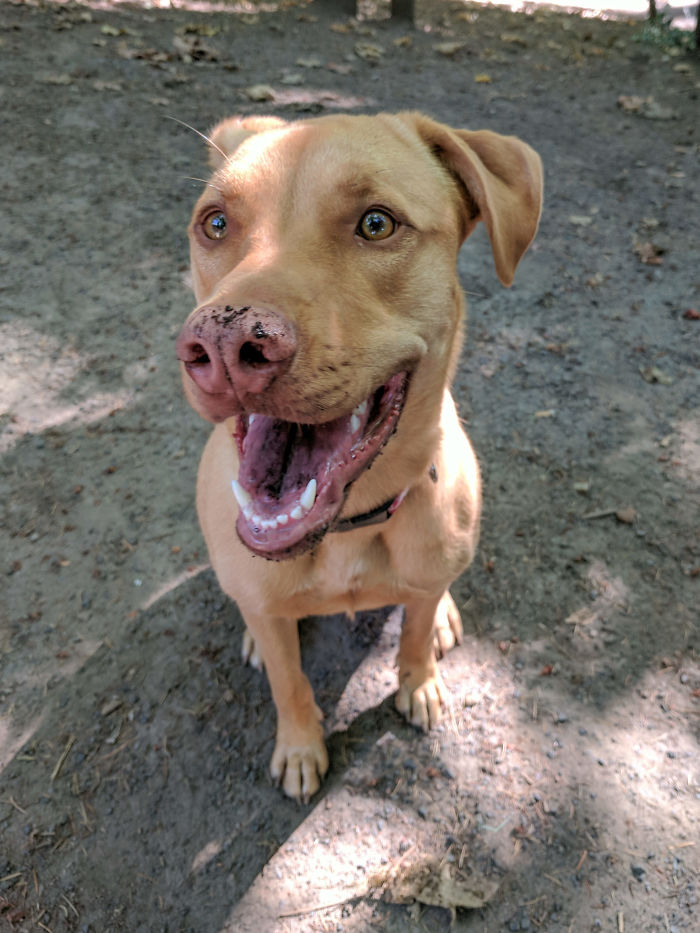 140 Of The Most Unbelievably Smart Things Pets Have Done That Surprised Their Owners 140 Of The Most Unbelievably Smart Things Pets Have Done That Surprised Their Owners