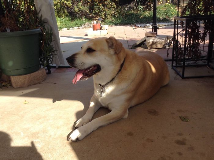 140 Of The Most Unbelievably Smart Things Pets Have Done That Surprised Their Owners 140 Of The Most Unbelievably Smart Things Pets Have Done That Surprised Their Owners