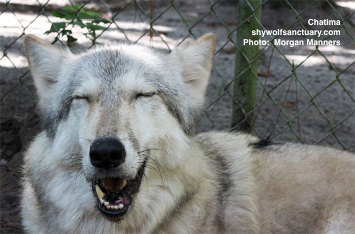 140 Of The Most Unbelievably Smart Things Pets Have Done That Surprised Their Owners 140 Of The Most Unbelievably Smart Things Pets Have Done That Surprised Their Owners