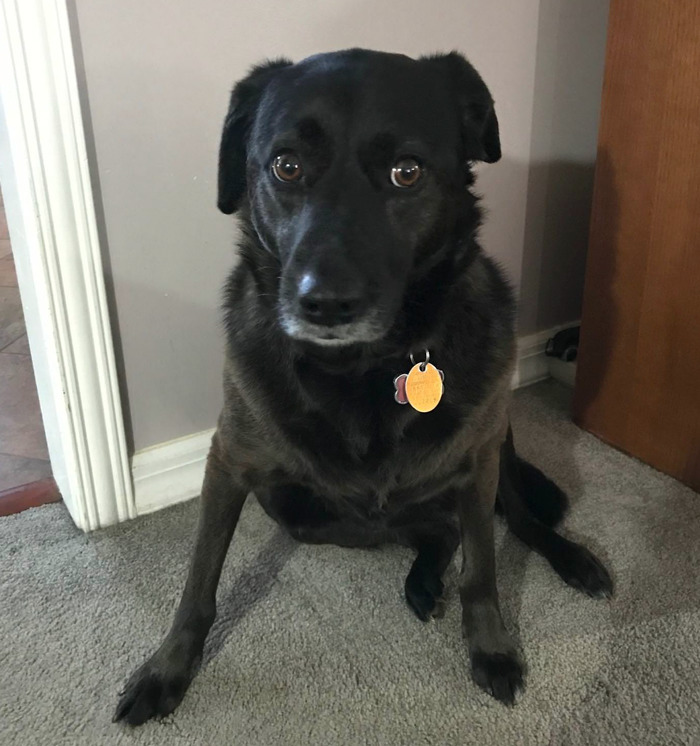 140 Of The Most Unbelievably Smart Things Pets Have Done That Surprised Their Owners 140 Of The Most Unbelievably Smart Things Pets Have Done That Surprised Their Owners