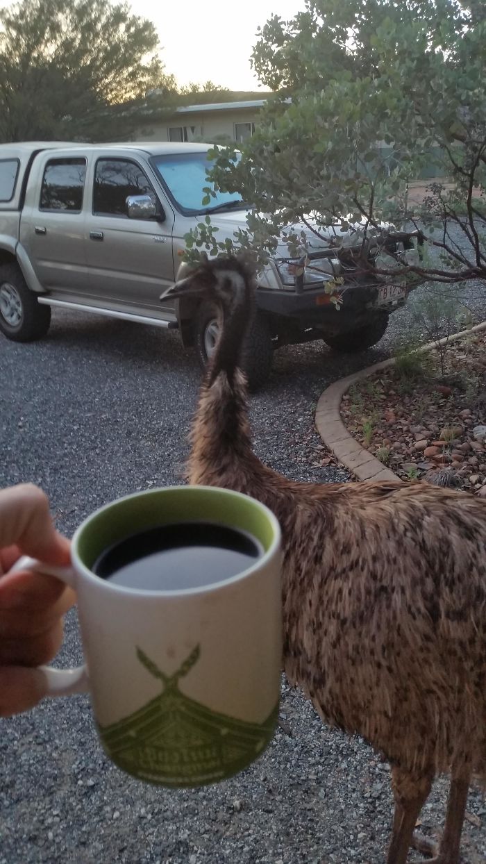 140 Of The Most Unbelievably Smart Things Pets Have Done That Surprised Their Owners 140 Of The Most Unbelievably Smart Things Pets Have Done That Surprised Their Owners