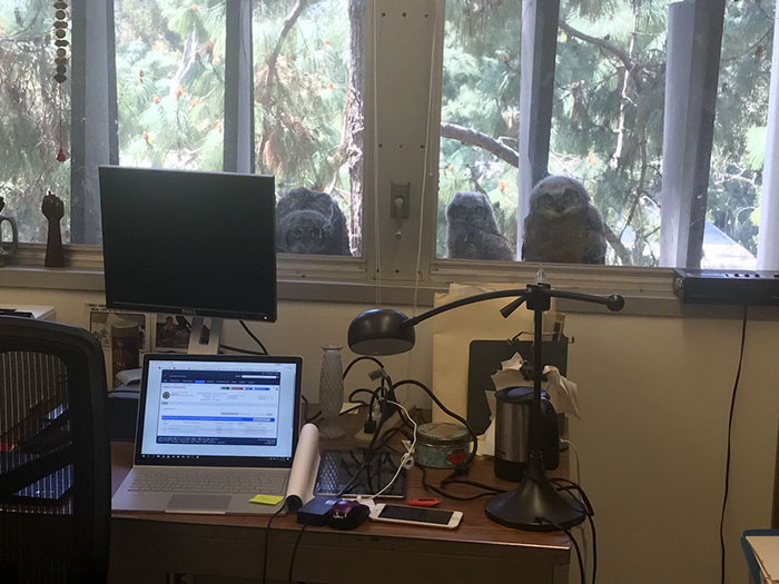 The Internet Can’t Stop Laughing At These Owls Who Were Born Outside Of Office Window And Now Do This The Internet Can’t Stop Laughing At These Owls Who Were Born Outside Of Office Window And Now Do This