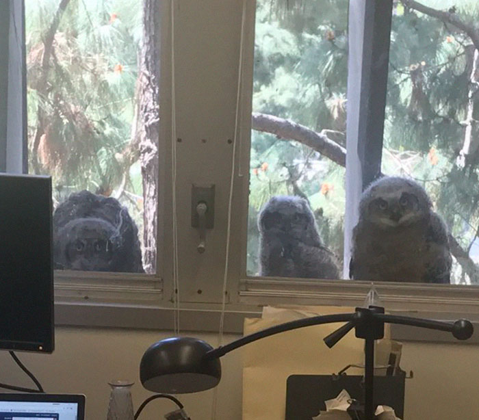 The Internet Can’t Stop Laughing At These Owls Who Were Born Outside Of Office Window And Now Do This The Internet Can’t Stop Laughing At These Owls Who Were Born Outside Of Office Window And Now Do This
