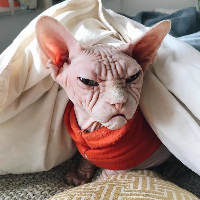 Move Aside Grumpy Cat, Loki Is The New Grumpiest Cat In The World Move Aside Grumpy Cat, Loki Is The New Grumpiest Cat In The World