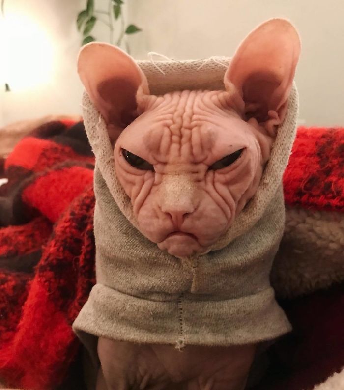Move Aside Grumpy Cat, Loki Is The New Grumpiest Cat In The World Move Aside Grumpy Cat, Loki Is The New Grumpiest Cat In The World