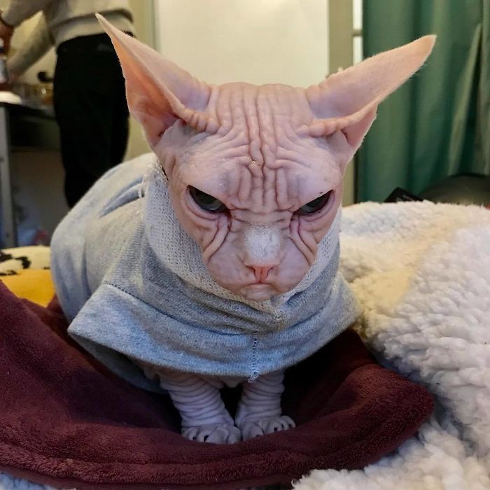 Move Aside Grumpy Cat, Loki Is The New Grumpiest Cat In The World Move Aside Grumpy Cat, Loki Is The New Grumpiest Cat In The World