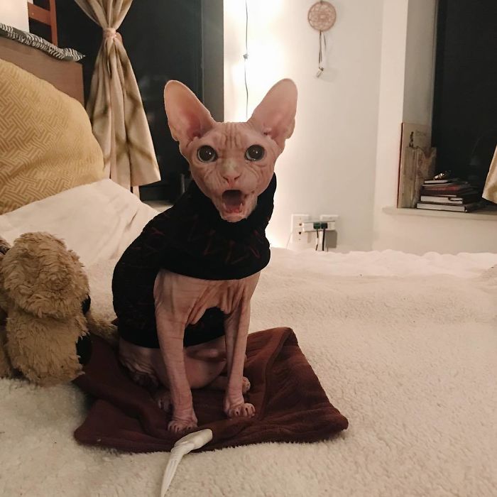 Move Aside Grumpy Cat, Loki Is The New Grumpiest Cat In The World Move Aside Grumpy Cat, Loki Is The New Grumpiest Cat In The World