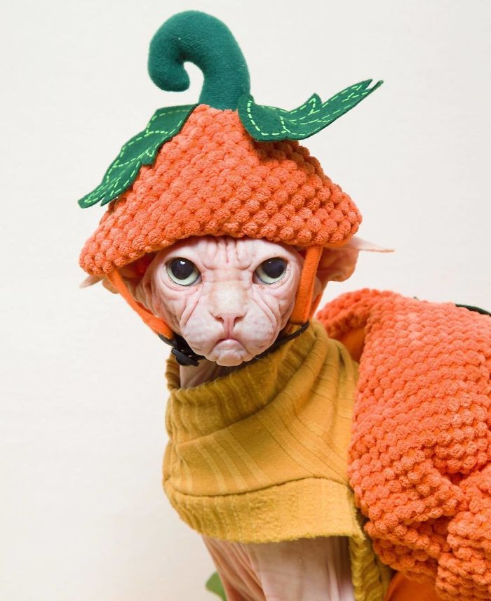 Move Aside Grumpy Cat, Loki Is The New Grumpiest Cat In The World Move Aside Grumpy Cat, Loki Is The New Grumpiest Cat In The World