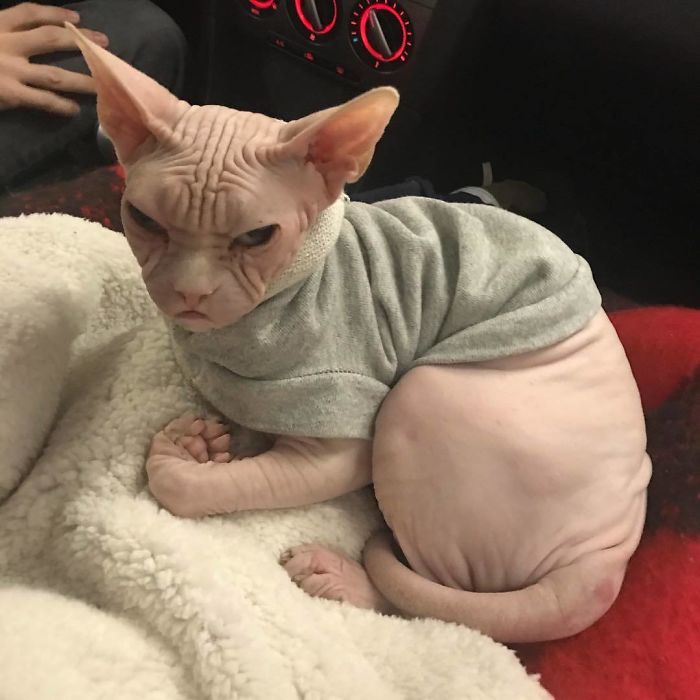 Move Aside Grumpy Cat, Loki Is The New Grumpiest Cat In The World Move Aside Grumpy Cat, Loki Is The New Grumpiest Cat In The World