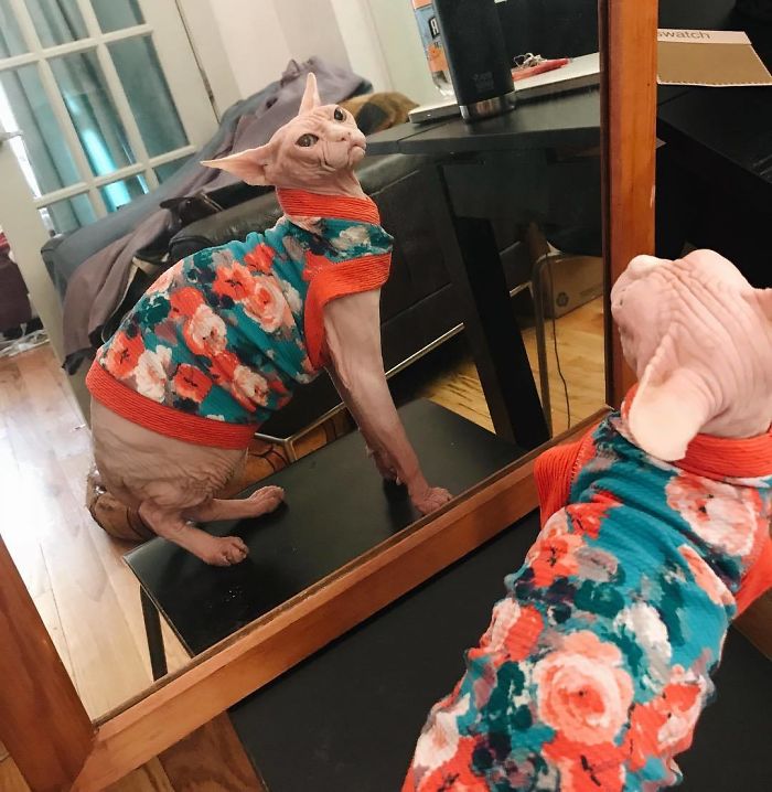 Move Aside Grumpy Cat, Loki Is The New Grumpiest Cat In The World Move Aside Grumpy Cat, Loki Is The New Grumpiest Cat In The World