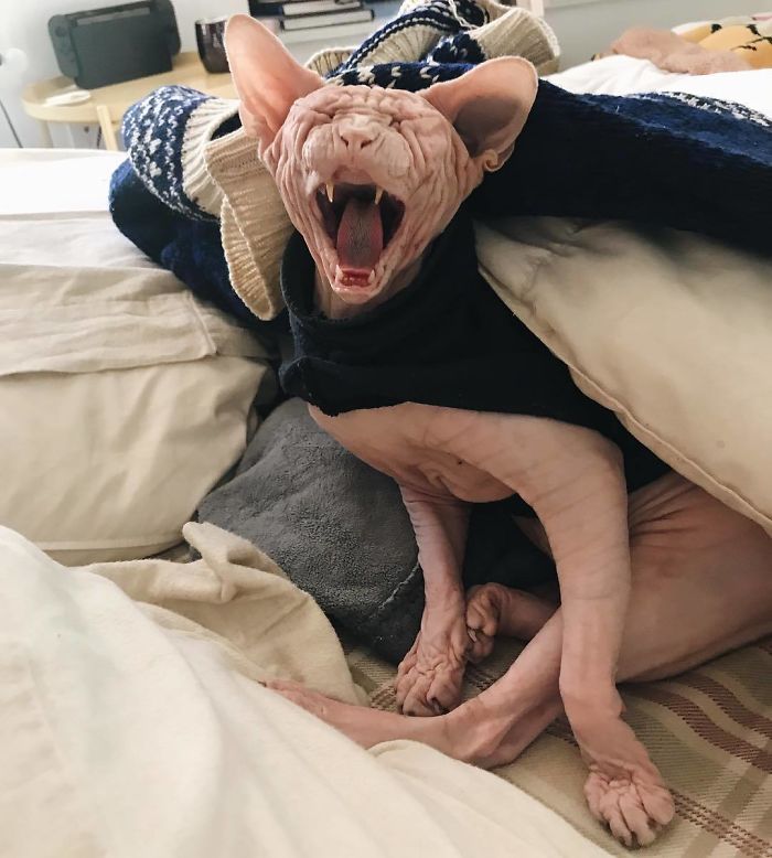 Move Aside Grumpy Cat, Loki Is The New Grumpiest Cat In The World Move Aside Grumpy Cat, Loki Is The New Grumpiest Cat In The World