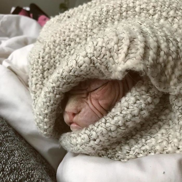 Move Aside Grumpy Cat, Loki Is The New Grumpiest Cat In The World Move Aside Grumpy Cat, Loki Is The New Grumpiest Cat In The World