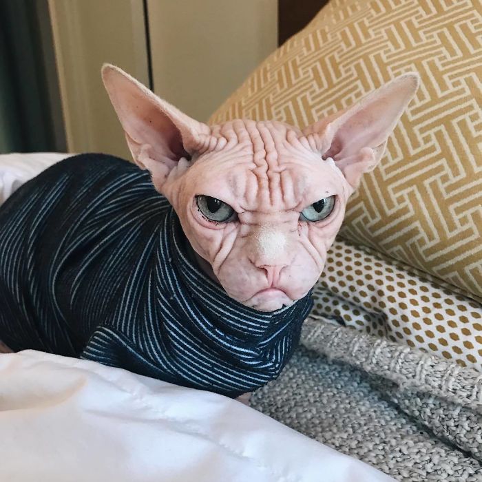 Move Aside Grumpy Cat, Loki Is The New Grumpiest Cat In The World Move Aside Grumpy Cat, Loki Is The New Grumpiest Cat In The World