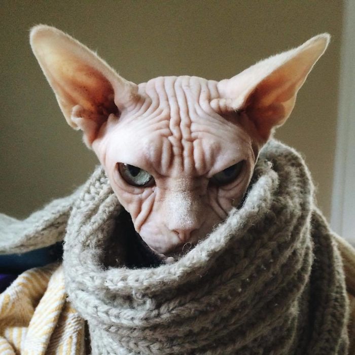 Move Aside Grumpy Cat, Loki Is The New Grumpiest Cat In The World Move Aside Grumpy Cat, Loki Is The New Grumpiest Cat In The World