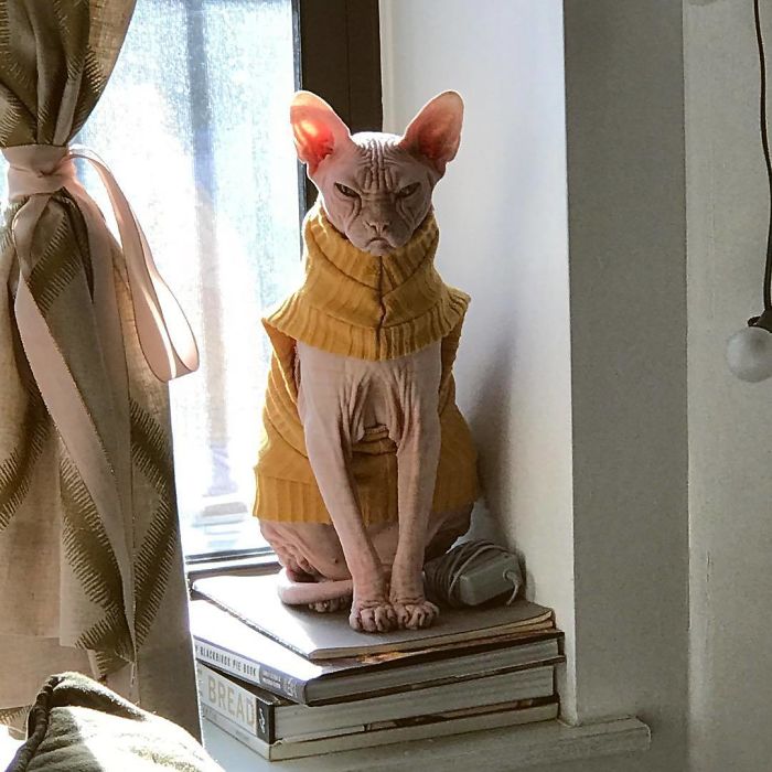 Move Aside Grumpy Cat, Loki Is The New Grumpiest Cat In The World Move Aside Grumpy Cat, Loki Is The New Grumpiest Cat In The World