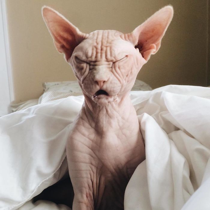 Move Aside Grumpy Cat, Loki Is The New Grumpiest Cat In The World Move Aside Grumpy Cat, Loki Is The New Grumpiest Cat In The World