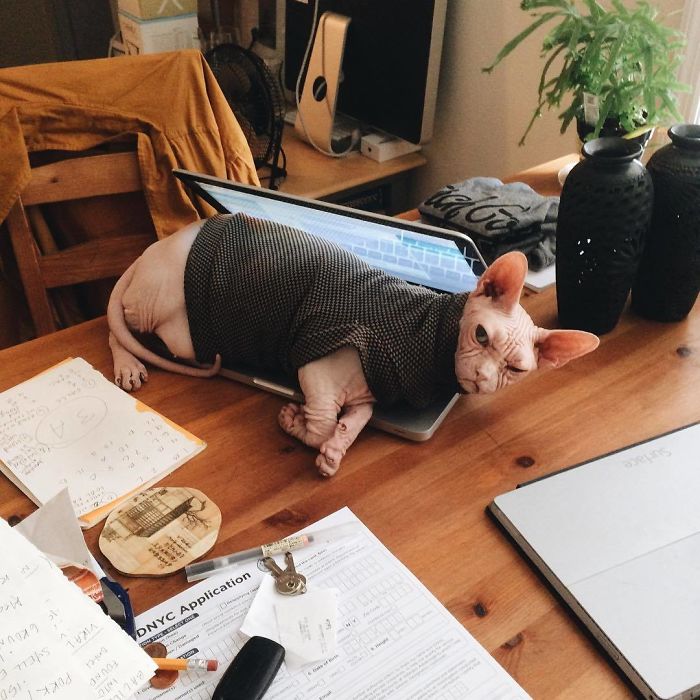 Move Aside Grumpy Cat, Loki Is The New Grumpiest Cat In The World Move Aside Grumpy Cat, Loki Is The New Grumpiest Cat In The World