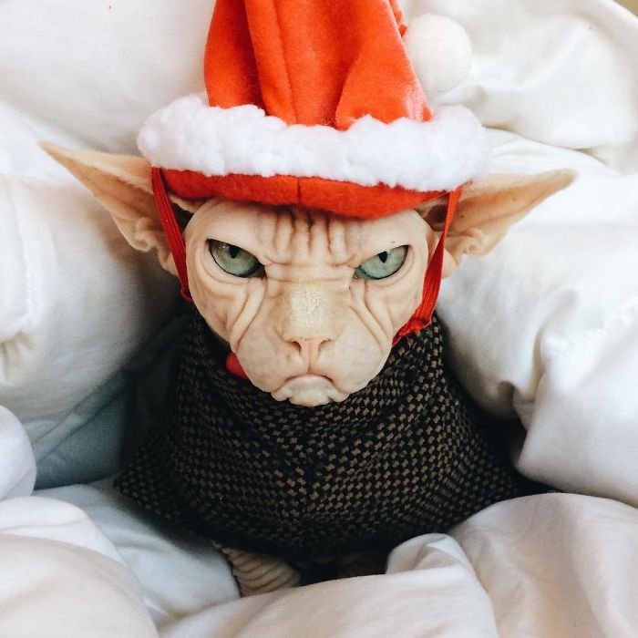 Move Aside Grumpy Cat, Loki Is The New Grumpiest Cat In The World Move Aside Grumpy Cat, Loki Is The New Grumpiest Cat In The World