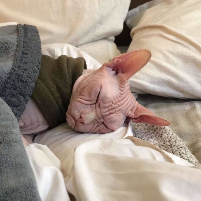 Move Aside Grumpy Cat, Loki Is The New Grumpiest Cat In The World Move Aside Grumpy Cat, Loki Is The New Grumpiest Cat In The World