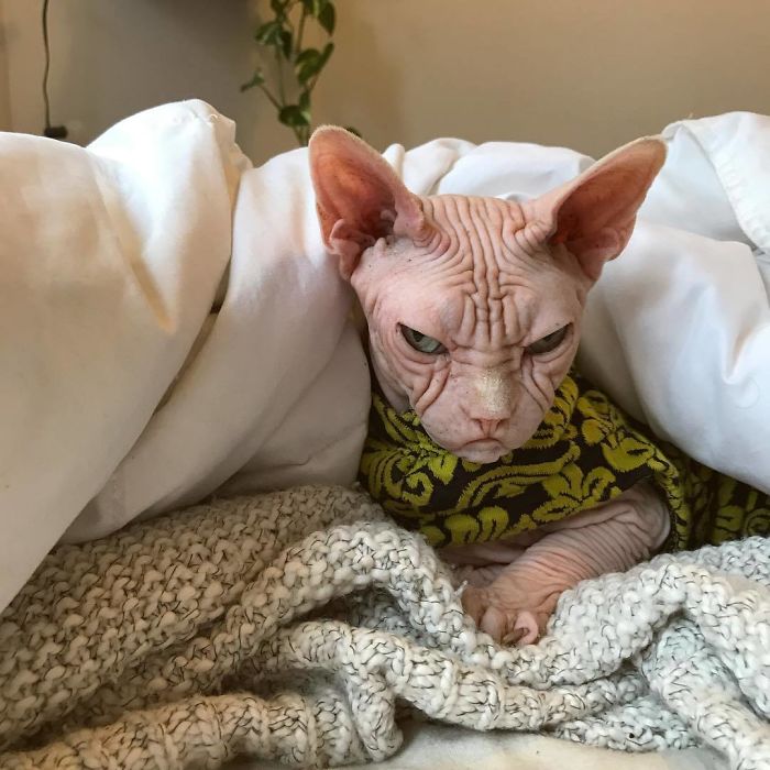 Move Aside Grumpy Cat, Loki Is The New Grumpiest Cat In The World Move Aside Grumpy Cat, Loki Is The New Grumpiest Cat In The World