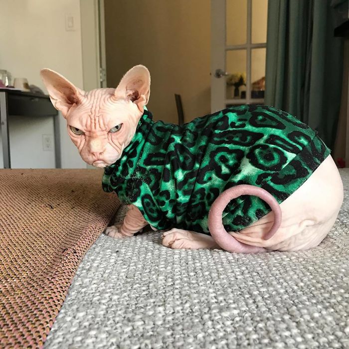 Move Aside Grumpy Cat, Loki Is The New Grumpiest Cat In The World Move Aside Grumpy Cat, Loki Is The New Grumpiest Cat In The World