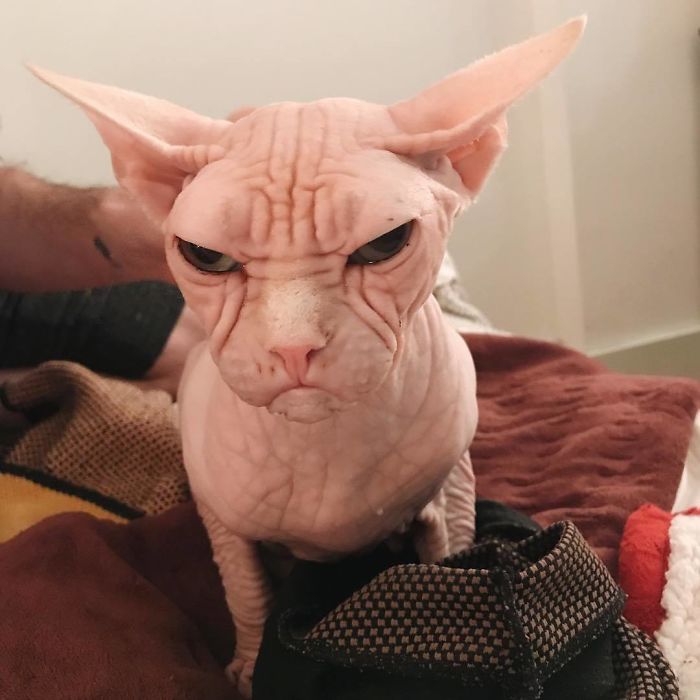 Move Aside Grumpy Cat, Loki Is The New Grumpiest Cat In The World Move Aside Grumpy Cat, Loki Is The New Grumpiest Cat In The World