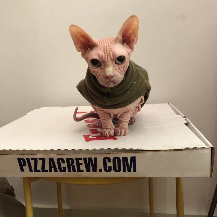 Move Aside Grumpy Cat, Loki Is The New Grumpiest Cat In The World Move Aside Grumpy Cat, Loki Is The New Grumpiest Cat In The World