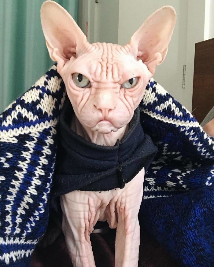 Move Aside Grumpy Cat, Loki Is The New Grumpiest Cat In The World Move Aside Grumpy Cat, Loki Is The New Grumpiest Cat In The World