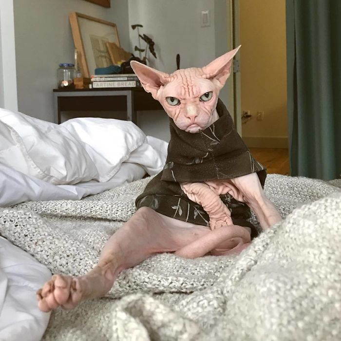 Move Aside Grumpy Cat, Loki Is The New Grumpiest Cat In The World Move Aside Grumpy Cat, Loki Is The New Grumpiest Cat In The World