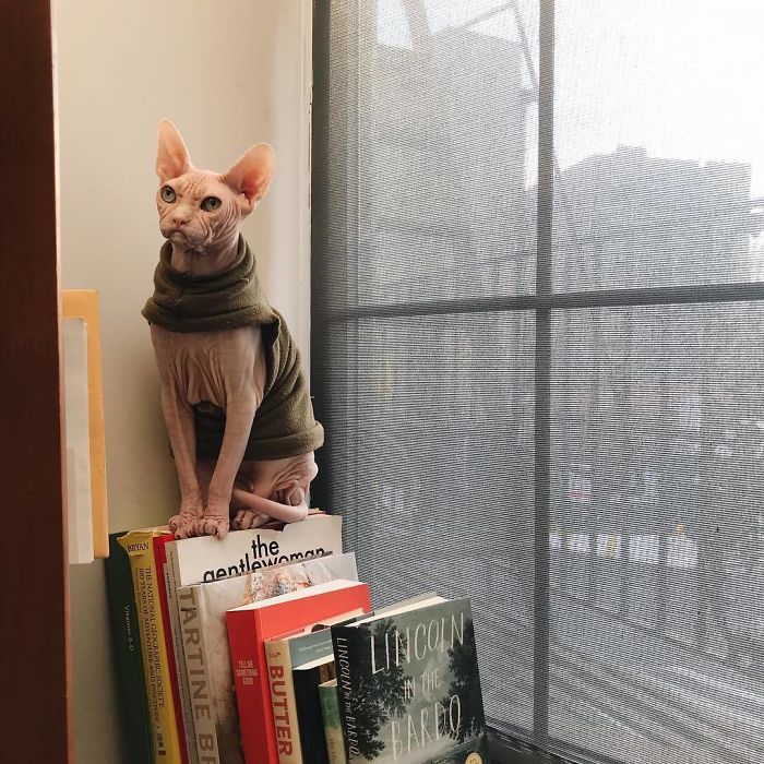 Move Aside Grumpy Cat, Loki Is The New Grumpiest Cat In The World Move Aside Grumpy Cat, Loki Is The New Grumpiest Cat In The World