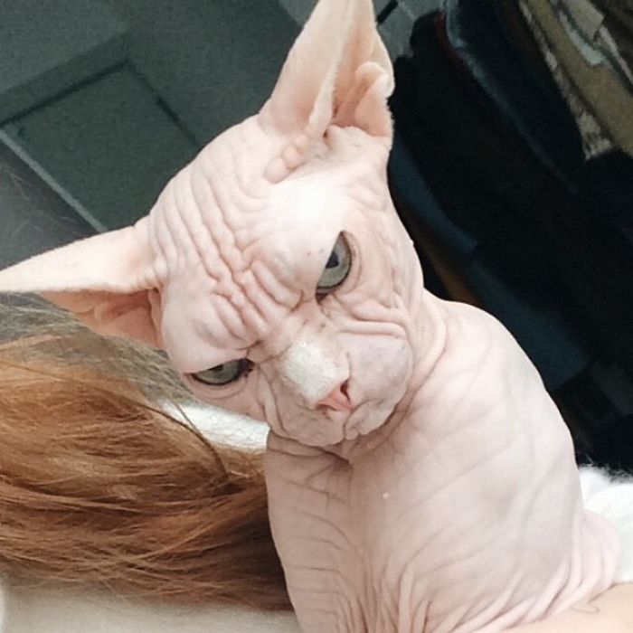 Move Aside Grumpy Cat, Loki Is The New Grumpiest Cat In The World Move Aside Grumpy Cat, Loki Is The New Grumpiest Cat In The World