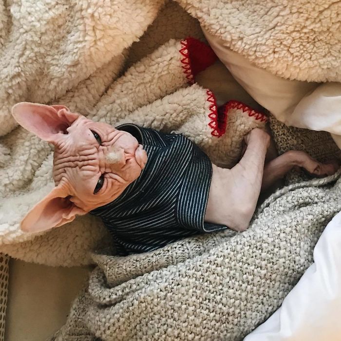 Move Aside Grumpy Cat, Loki Is The New Grumpiest Cat In The World Move Aside Grumpy Cat, Loki Is The New Grumpiest Cat In The World