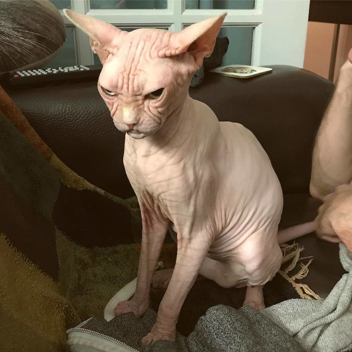 Move Aside Grumpy Cat, Loki Is The New Grumpiest Cat In The World Move Aside Grumpy Cat, Loki Is The New Grumpiest Cat In The World