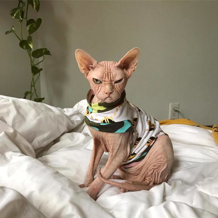 Move Aside Grumpy Cat, Loki Is The New Grumpiest Cat In The World Move Aside Grumpy Cat, Loki Is The New Grumpiest Cat In The World