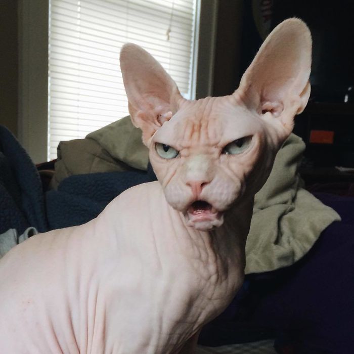 Move Aside Grumpy Cat, Loki Is The New Grumpiest Cat In The World Move Aside Grumpy Cat, Loki Is The New Grumpiest Cat In The World