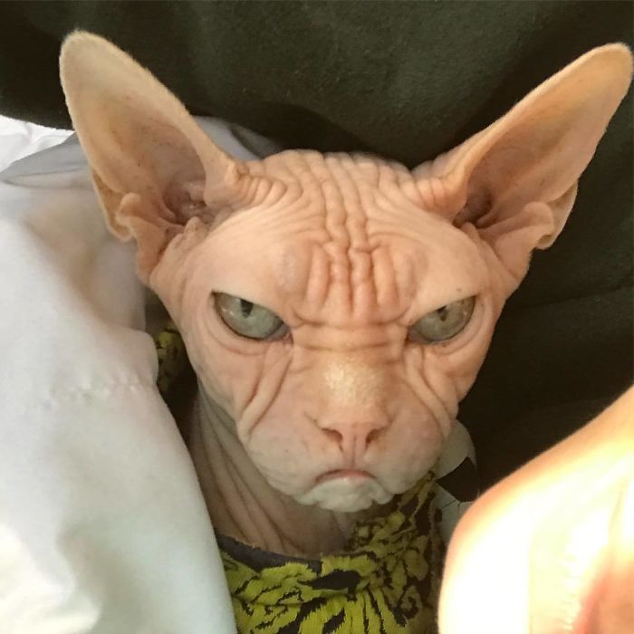 Move Aside Grumpy Cat, Loki Is The New Grumpiest Cat In The World Move Aside Grumpy Cat, Loki Is The New Grumpiest Cat In The World