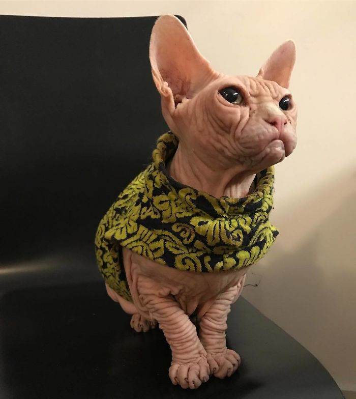 Move Aside Grumpy Cat, Loki Is The New Grumpiest Cat In The World Move Aside Grumpy Cat, Loki Is The New Grumpiest Cat In The World