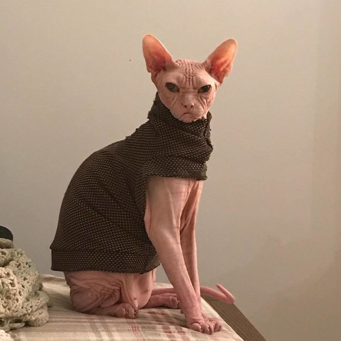 Move Aside Grumpy Cat, Loki Is The New Grumpiest Cat In The World Move Aside Grumpy Cat, Loki Is The New Grumpiest Cat In The World