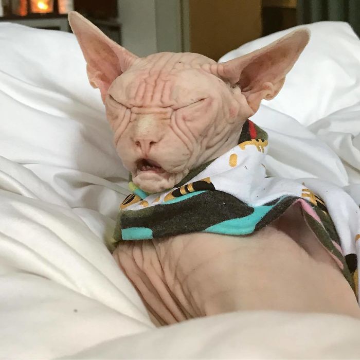 Move Aside Grumpy Cat, Loki Is The New Grumpiest Cat In The World Move Aside Grumpy Cat, Loki Is The New Grumpiest Cat In The World