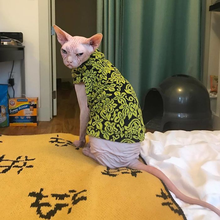 Move Aside Grumpy Cat, Loki Is The New Grumpiest Cat In The World Move Aside Grumpy Cat, Loki Is The New Grumpiest Cat In The World