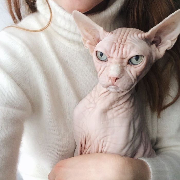 Move Aside Grumpy Cat, Loki Is The New Grumpiest Cat In The World Move Aside Grumpy Cat, Loki Is The New Grumpiest Cat In The World