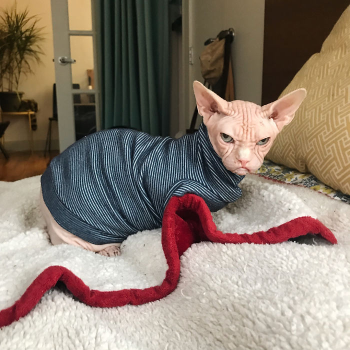 Move Aside Grumpy Cat, Loki Is The New Grumpiest Cat In The World Move Aside Grumpy Cat, Loki Is The New Grumpiest Cat In The World