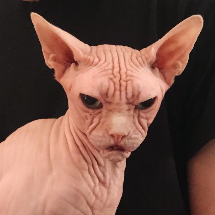 Move Aside Grumpy Cat, Loki Is The New Grumpiest Cat In The World Move Aside Grumpy Cat, Loki Is The New Grumpiest Cat In The World