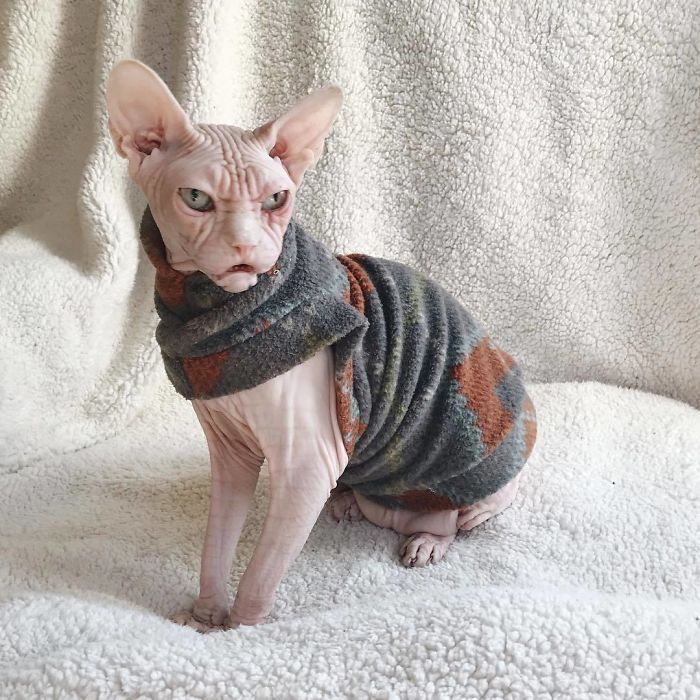 Move Aside Grumpy Cat, Loki Is The New Grumpiest Cat In The World Move Aside Grumpy Cat, Loki Is The New Grumpiest Cat In The World