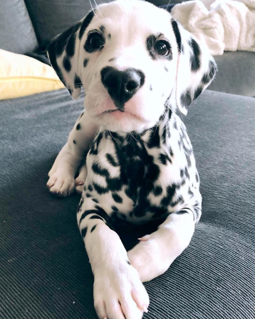 This Adorable Puppy Is Stealing Everyone’s Hearts, And It’s Obvious Why This Adorable Puppy Is Stealing Everyone’s Hearts, And It’s Obvious Why