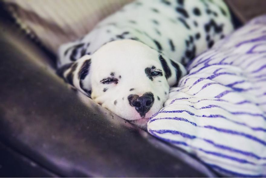 This Adorable Puppy Is Stealing Everyone’s Hearts, And It’s Obvious Why This Adorable Puppy Is Stealing Everyone’s Hearts, And It’s Obvious Why