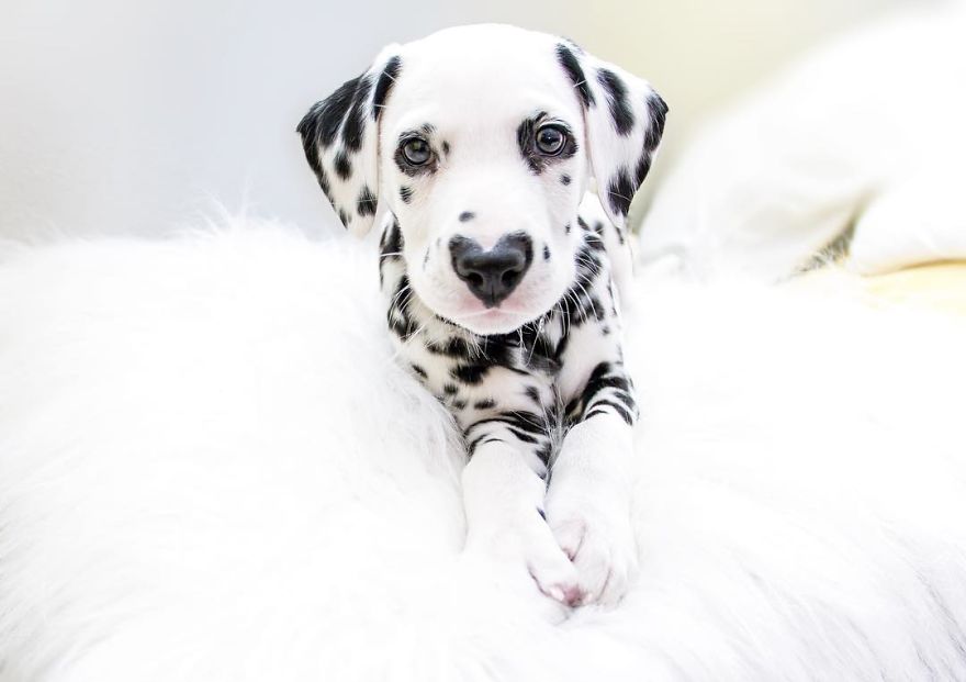 This Adorable Puppy Is Stealing Everyone’s Hearts, And It’s Obvious Why This Adorable Puppy Is Stealing Everyone’s Hearts, And It’s Obvious Why